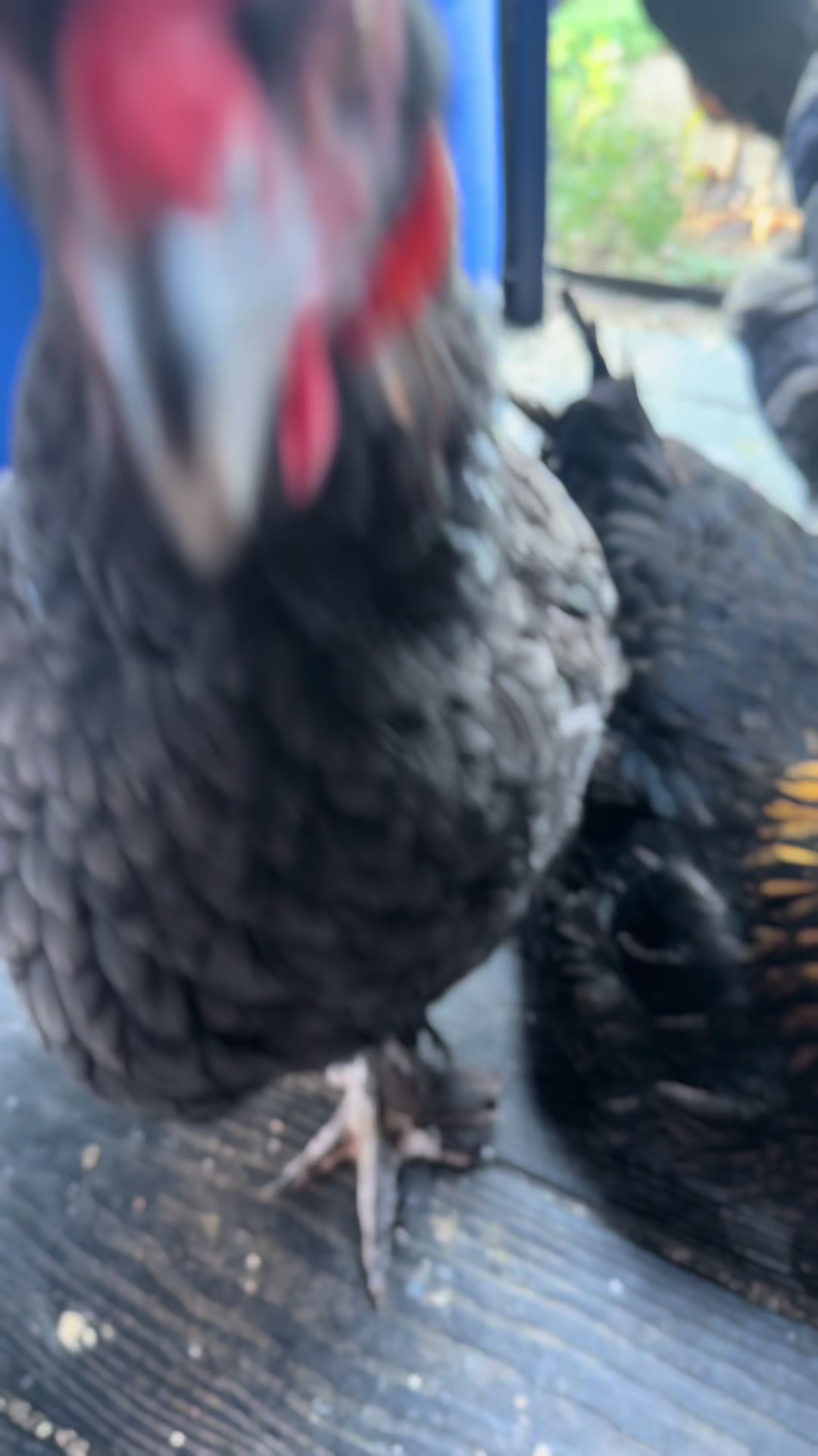 @HenStagram 📸🐔