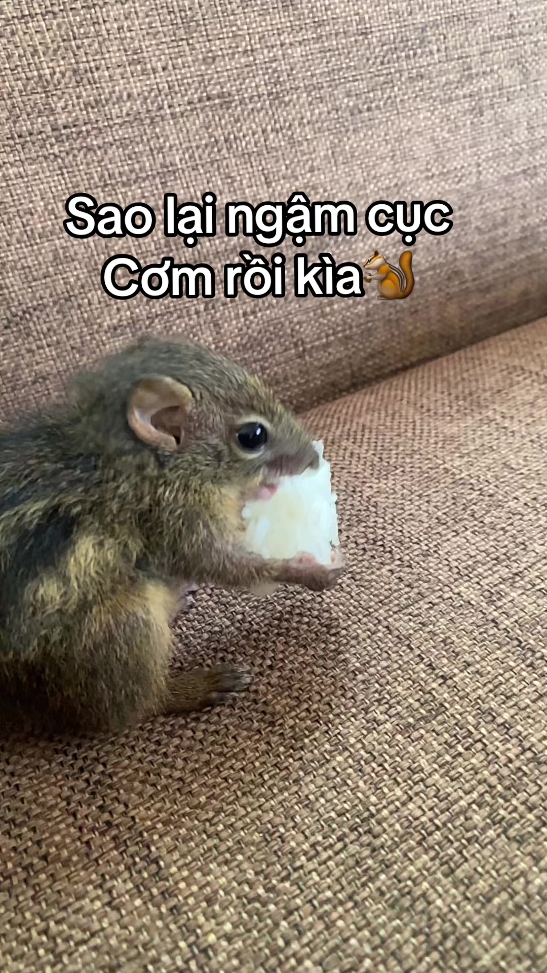 @dangvothanhgiau