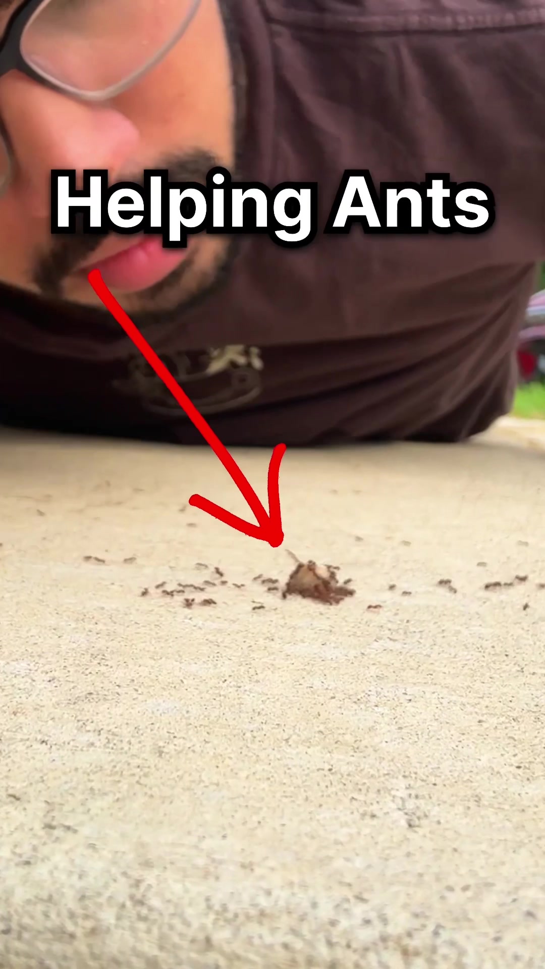 @Lights Camera Ants