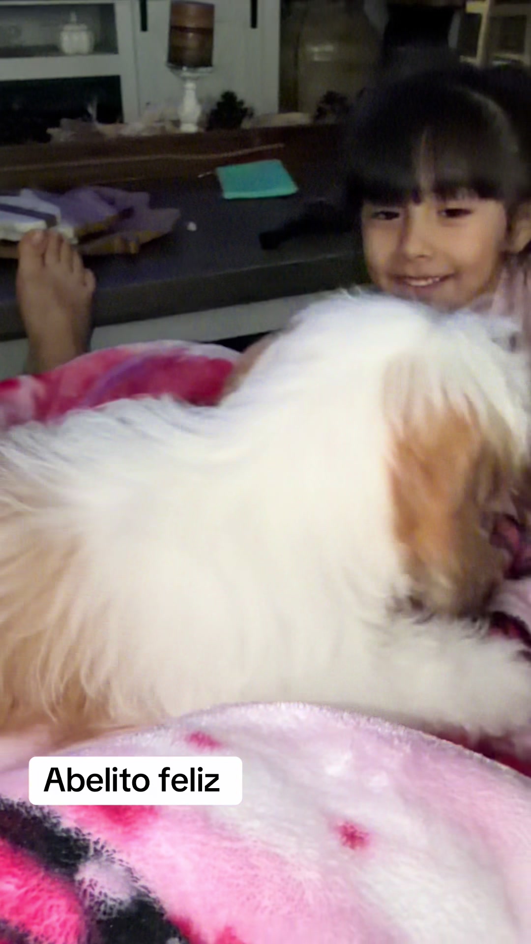 @Crispín_y_mia_shihtzu_puppies.