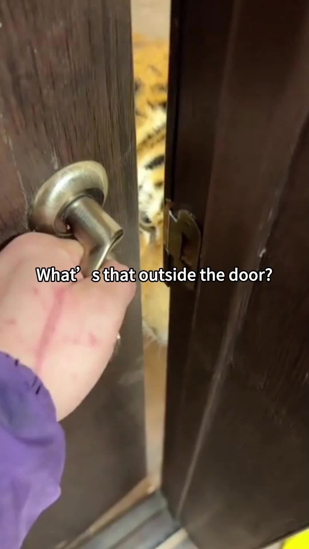 @funnypetsoftiktok2