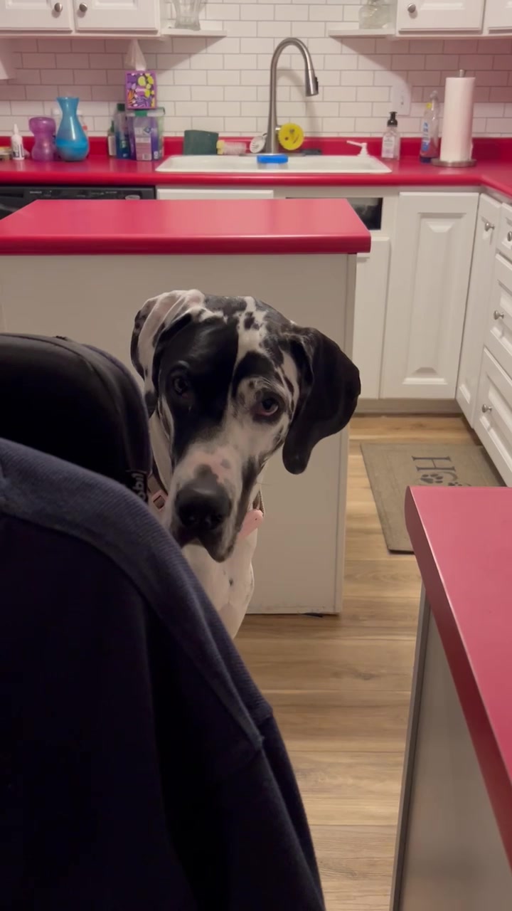 @MBJK just a dog giving smiles
