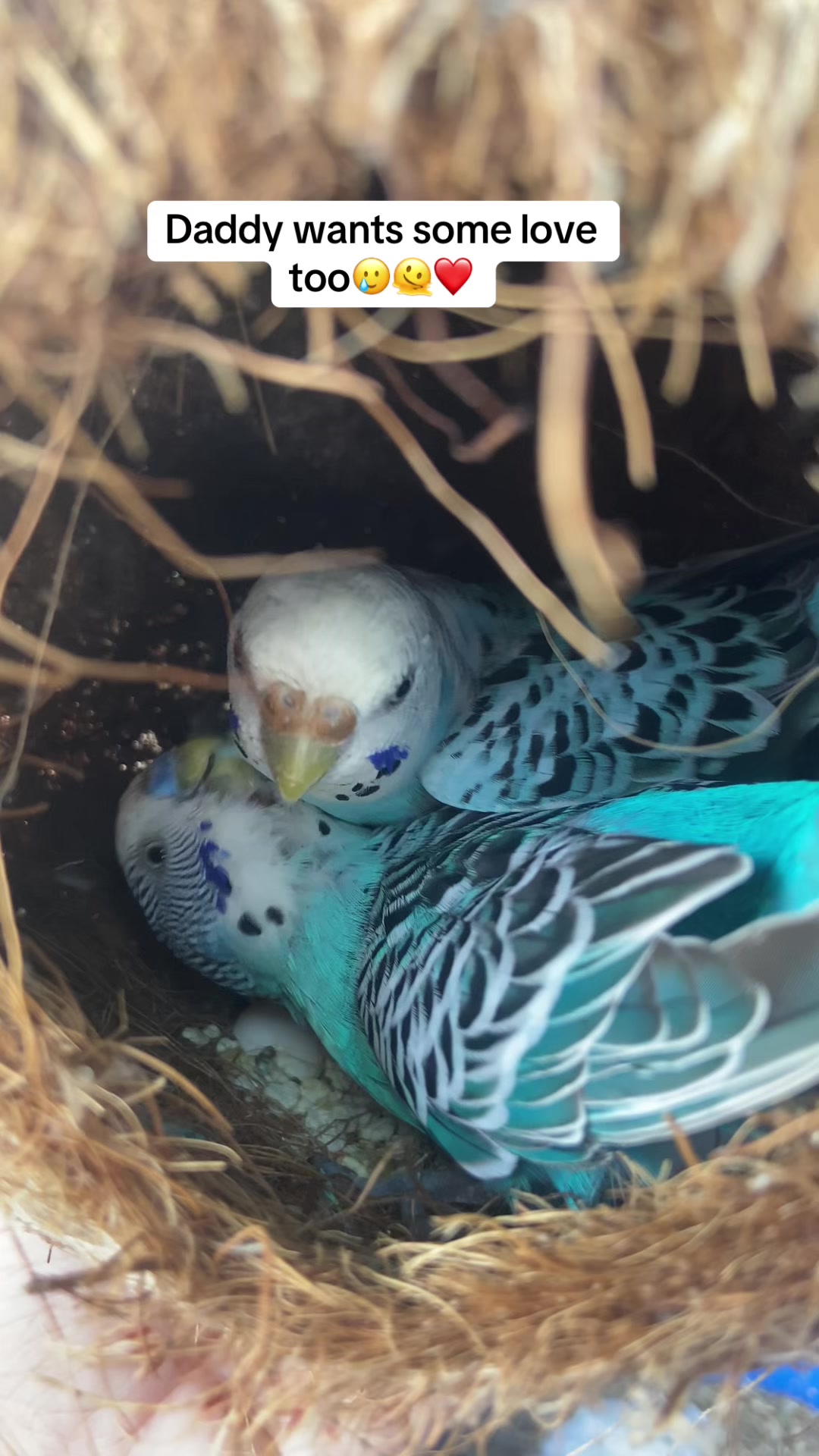 @Chatteringbeaks