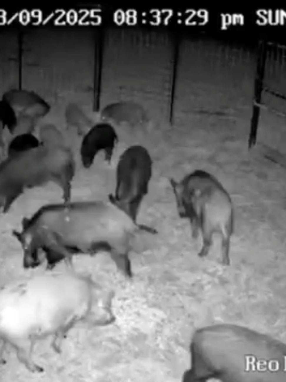 @Hog Brothers Custom Hog Traps