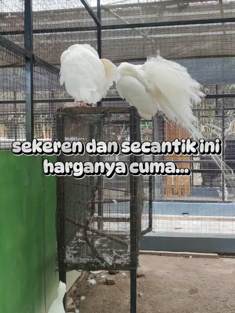 @Mina dan Onih✨