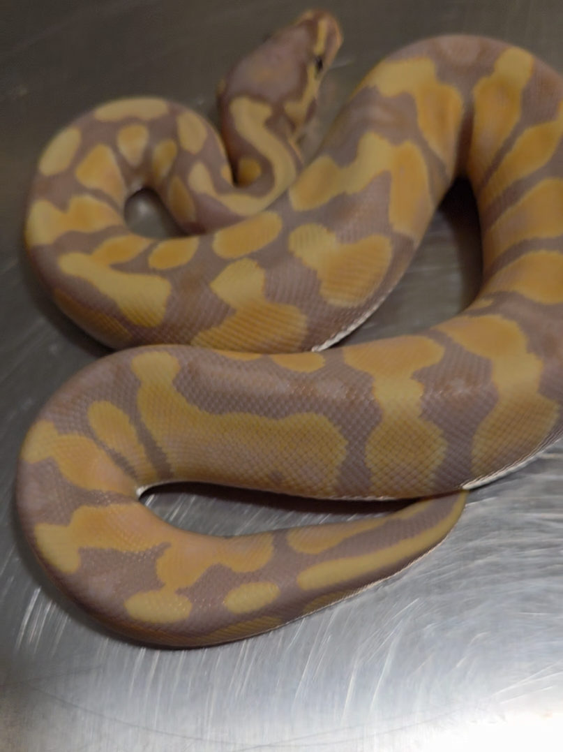 @Rikers Reptiles