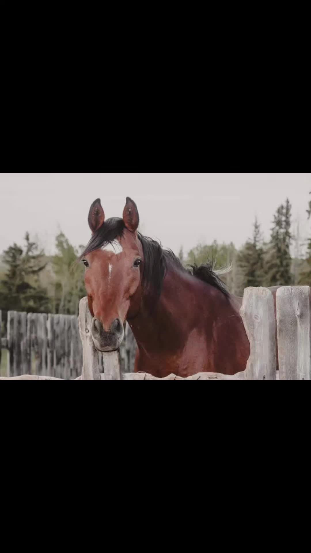 @EquestrianWeirdo