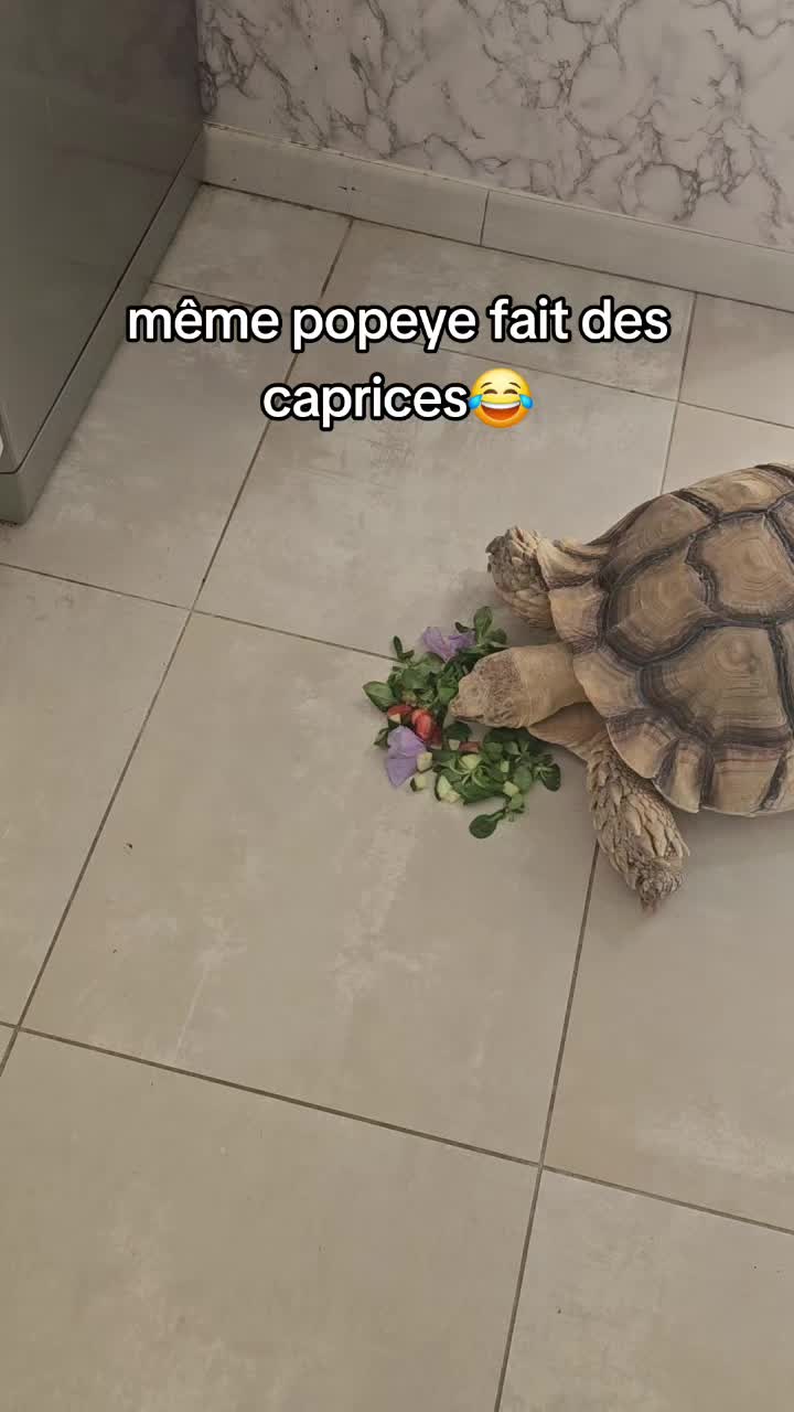 @POPEYE MA TORTUE 🐢