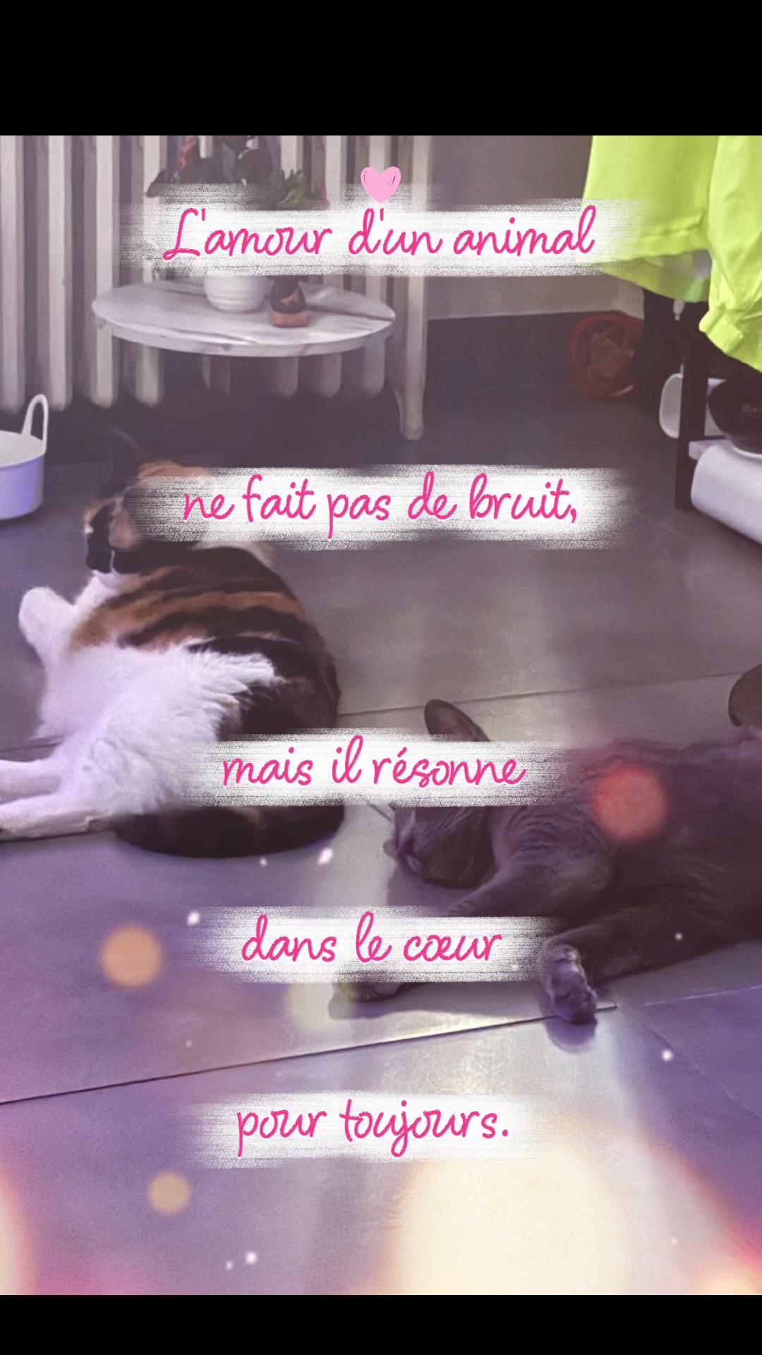 @Catcat
