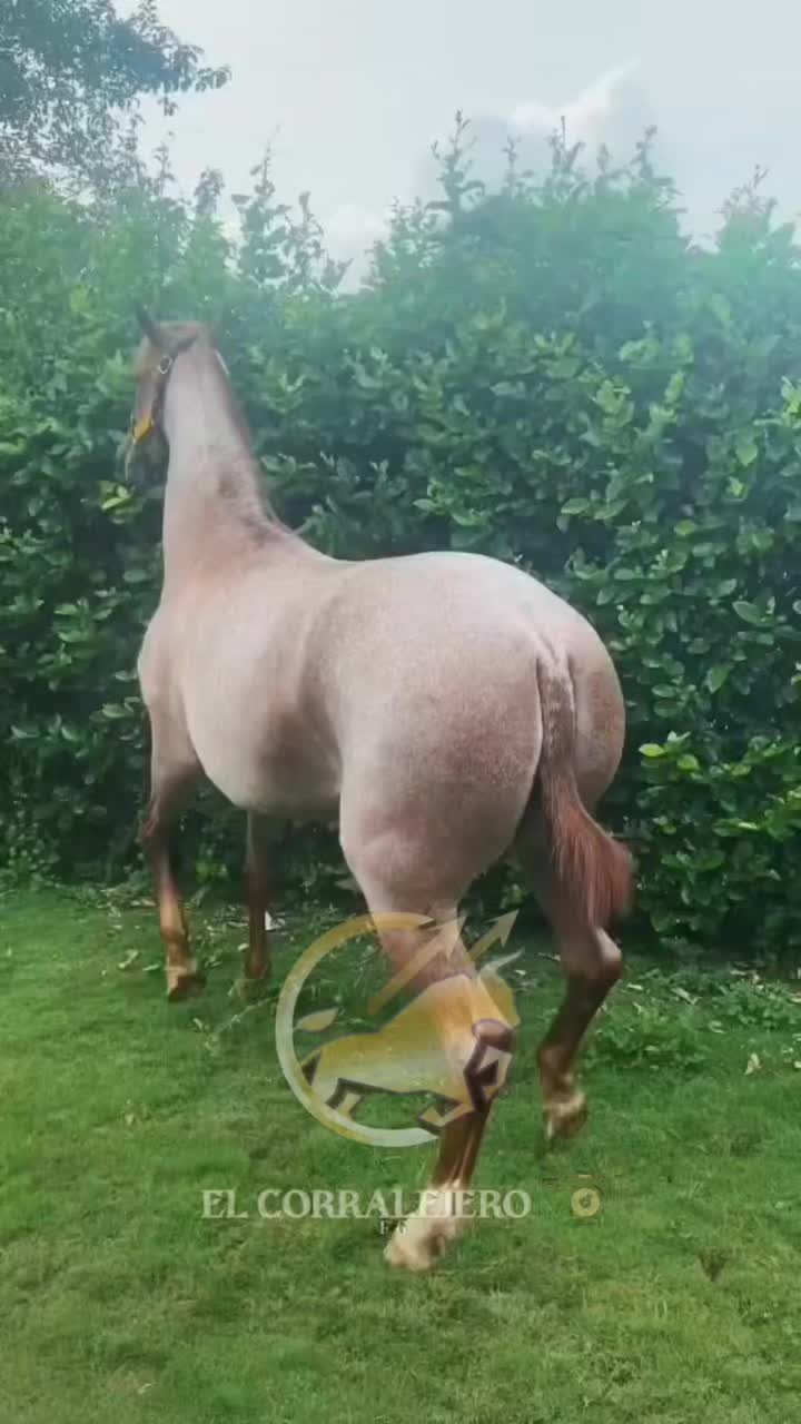 @elcorralejero