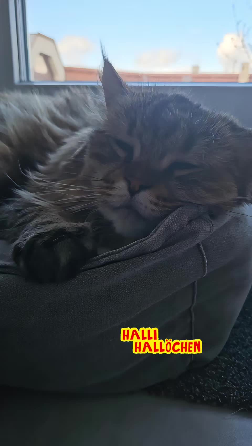 @❤️Janet,Teddy und Blümchen❤️