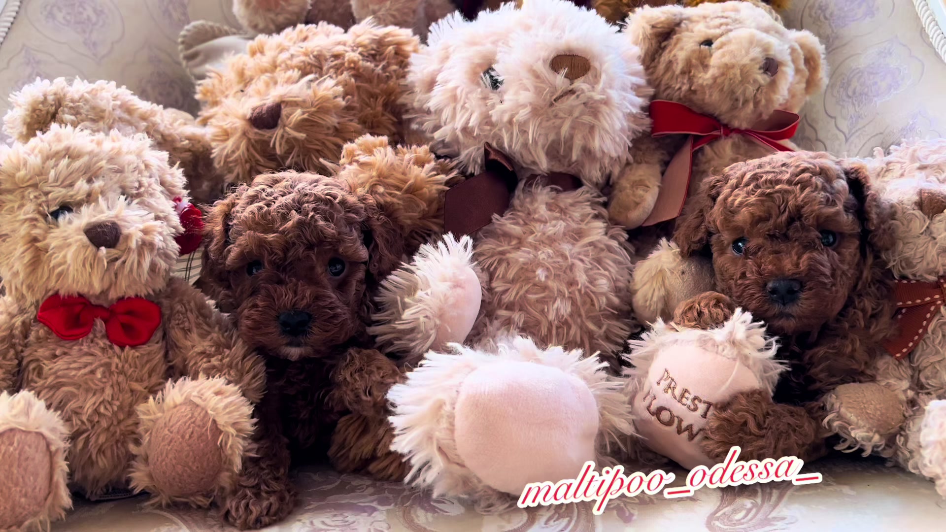 @maltipoo_odessa_