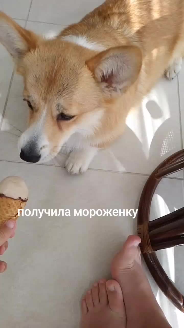 @Корги Боня@