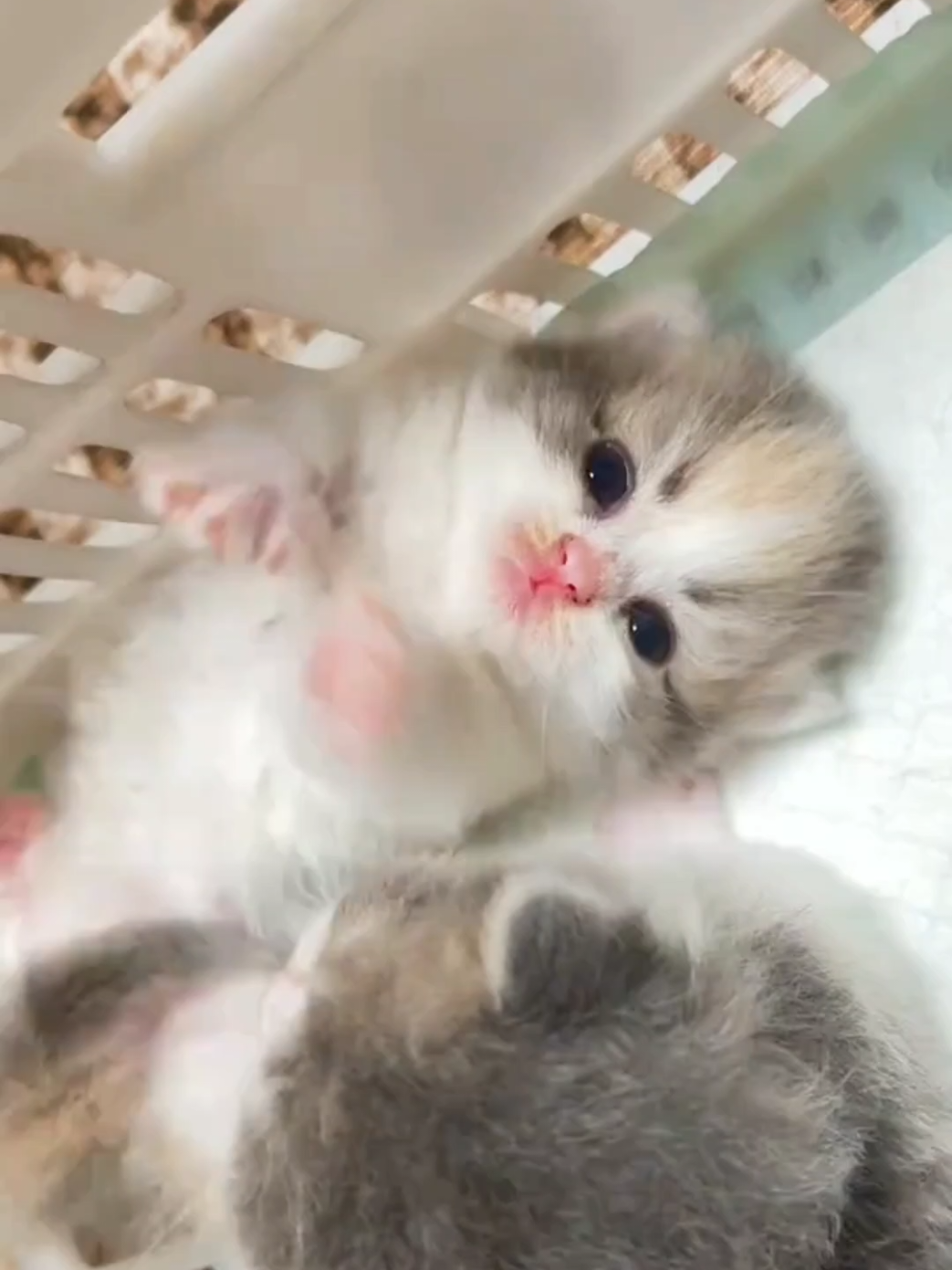 @cheerypaws