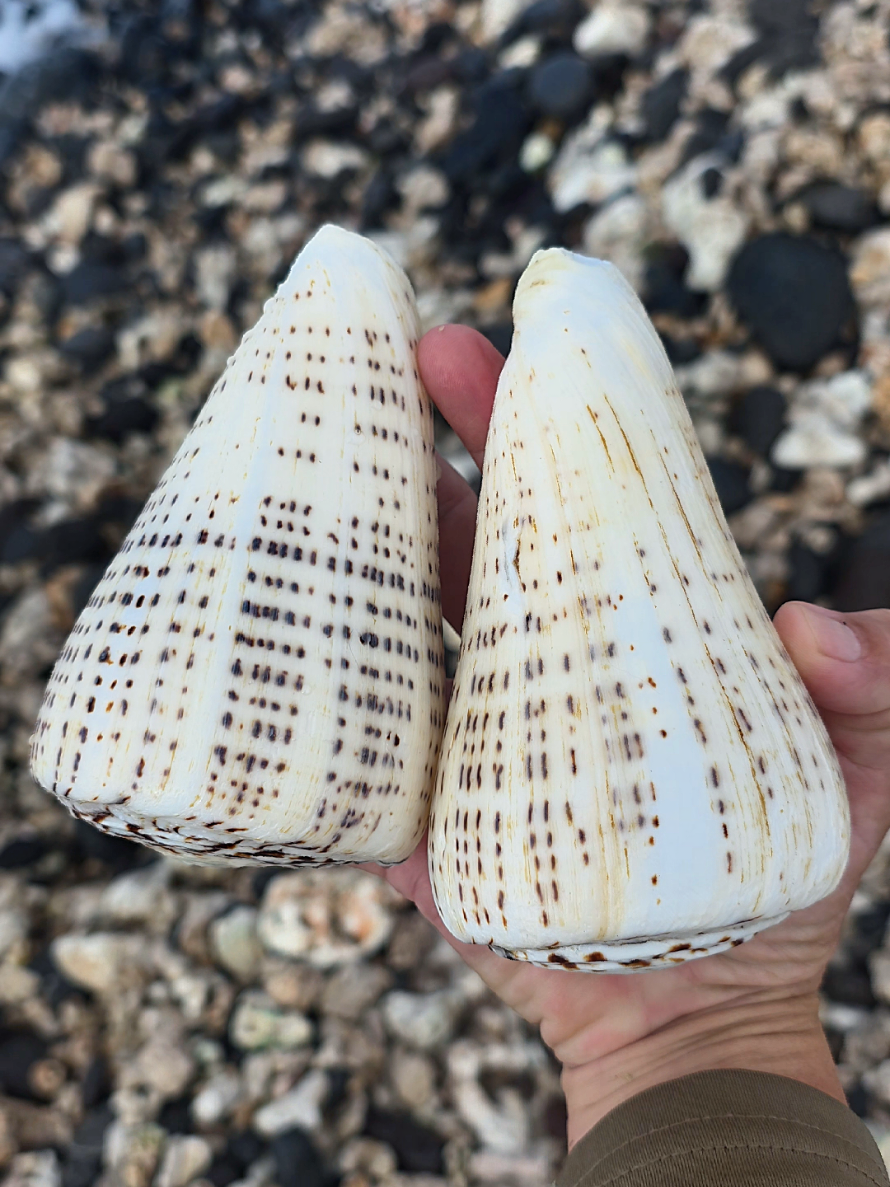 @Noe ๐ Shells