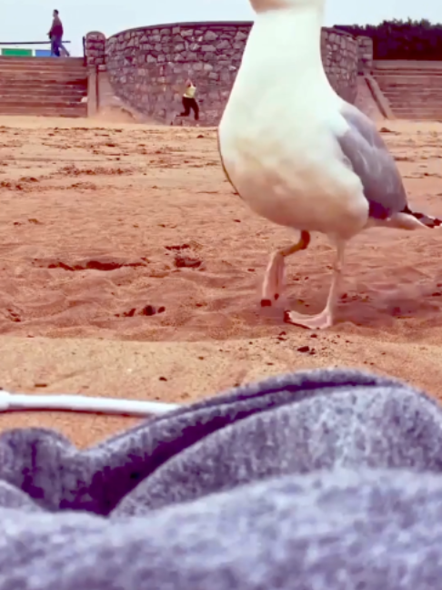 @DailyGoose
