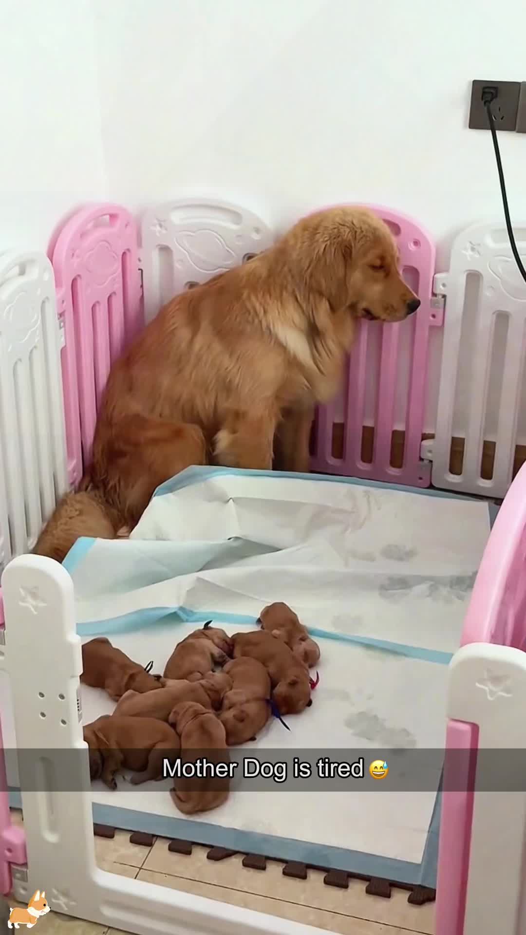 @SneakyFails