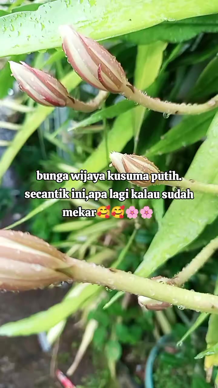 @eka