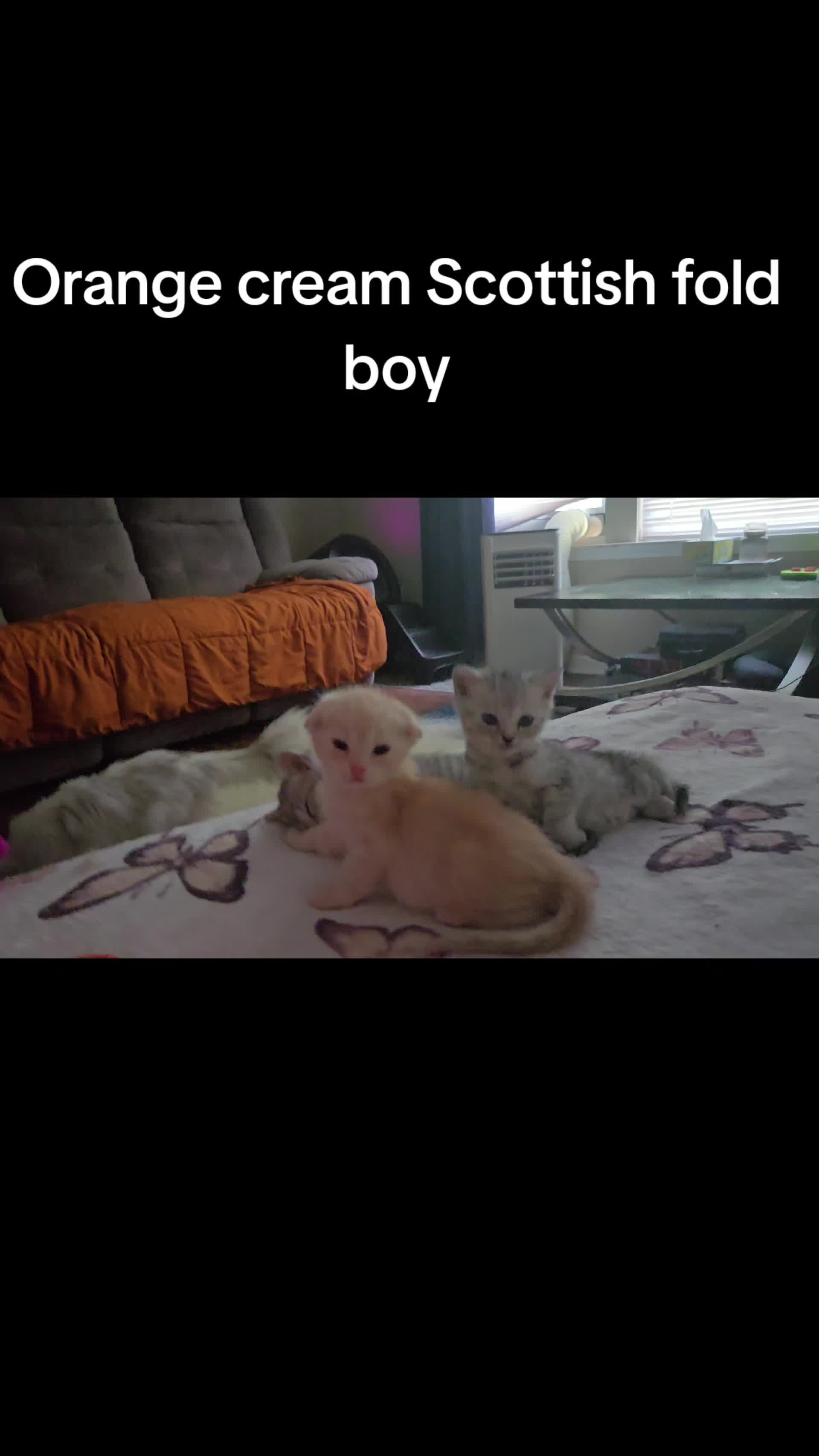 @Brittany Beauties Kittens