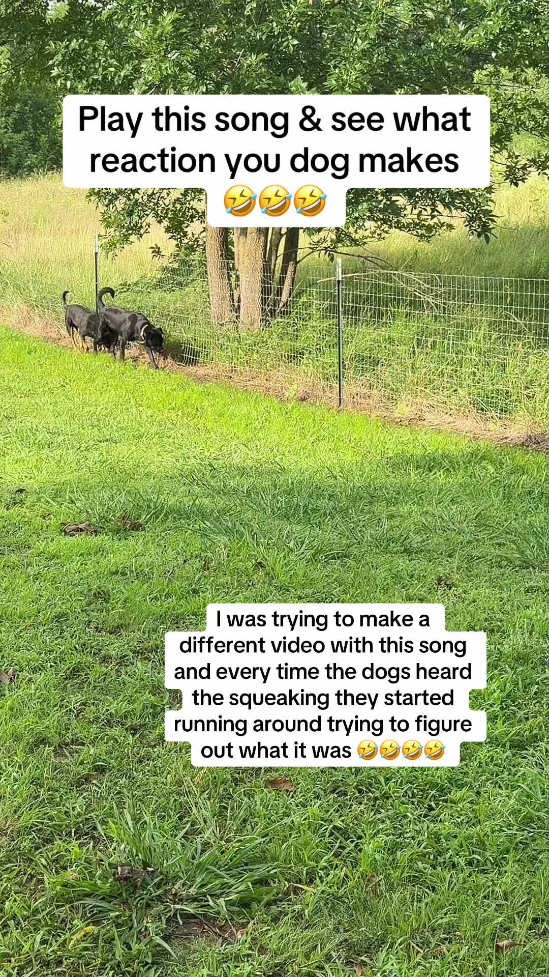 @NonniesFunnyFarm