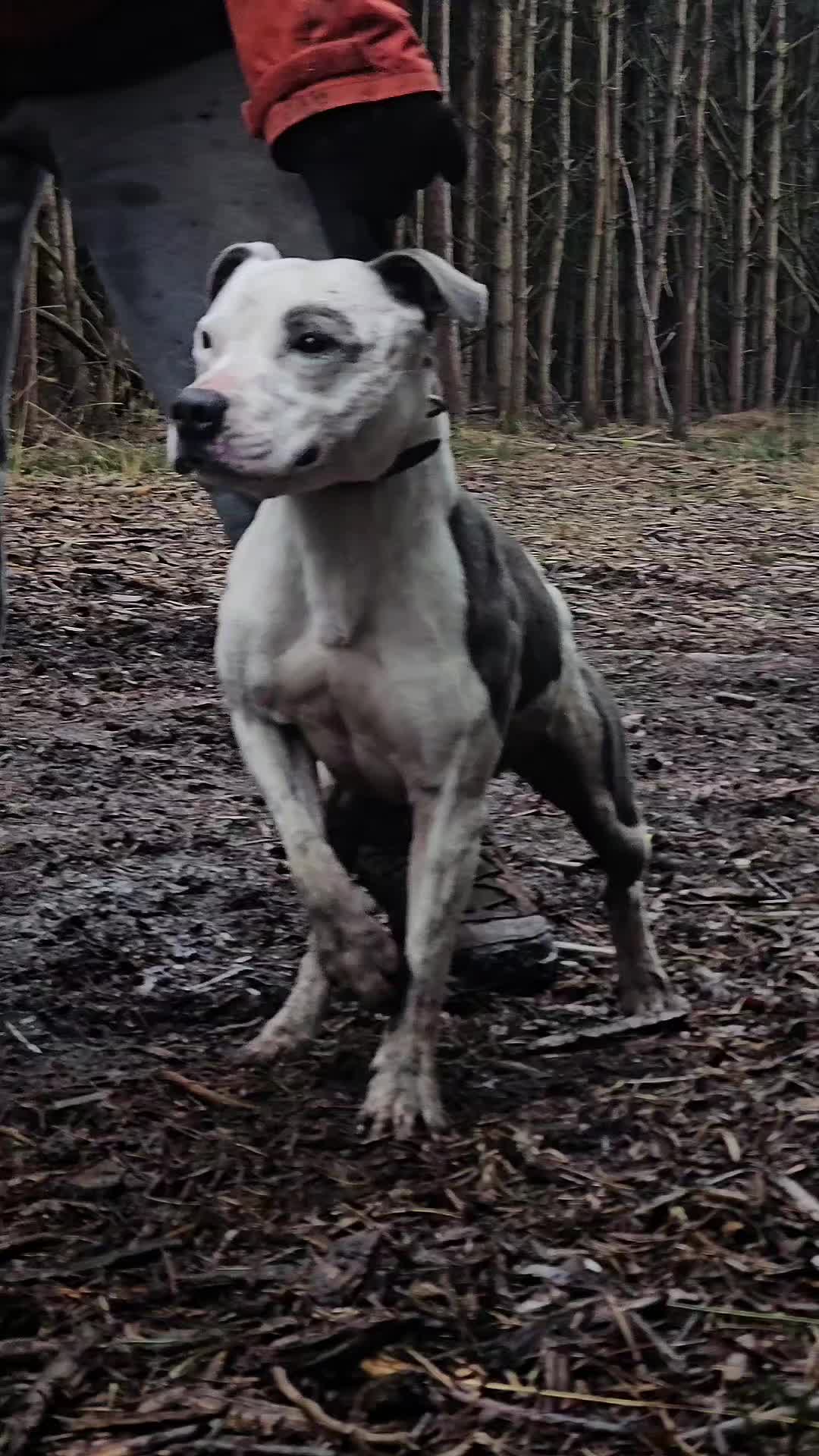 @kissmybullz