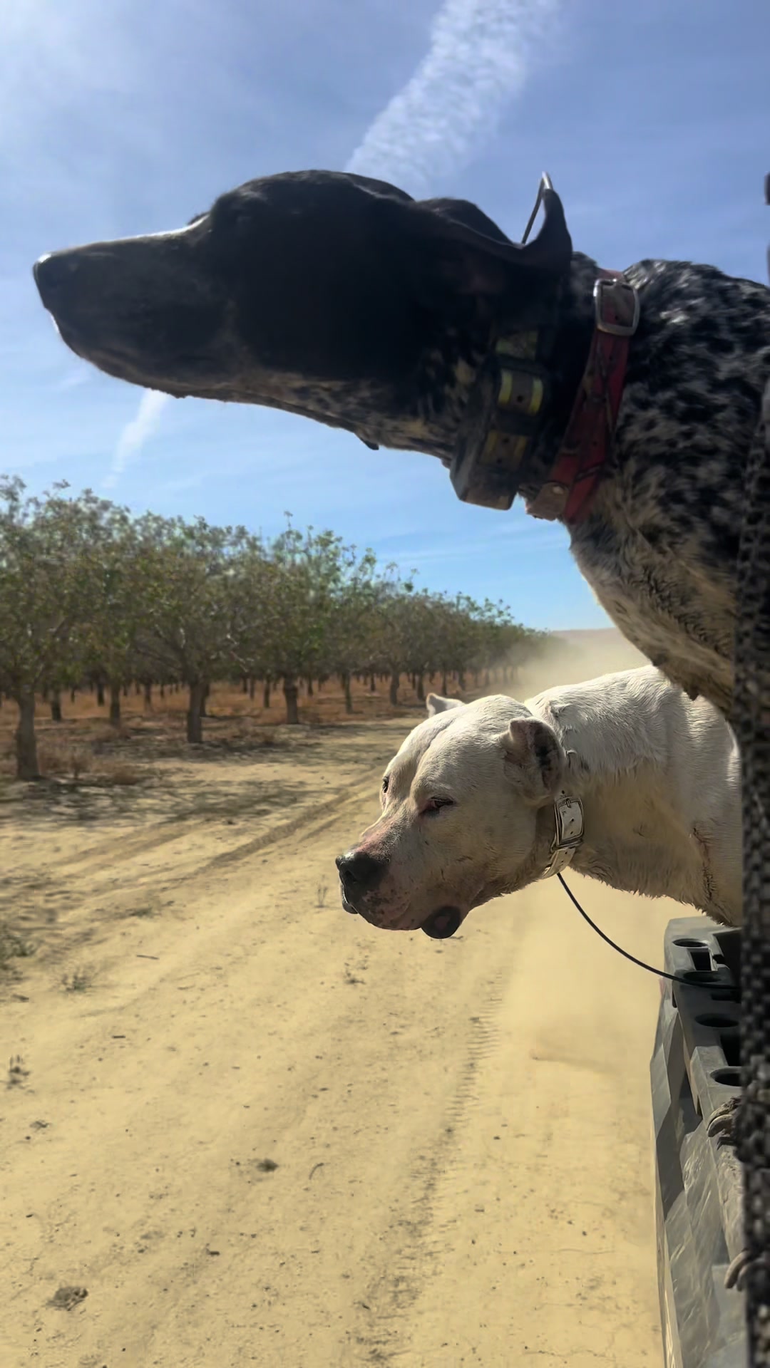 @California DOGOS