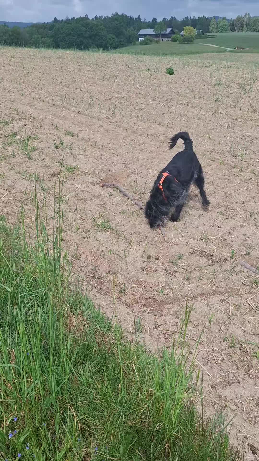 @DOG