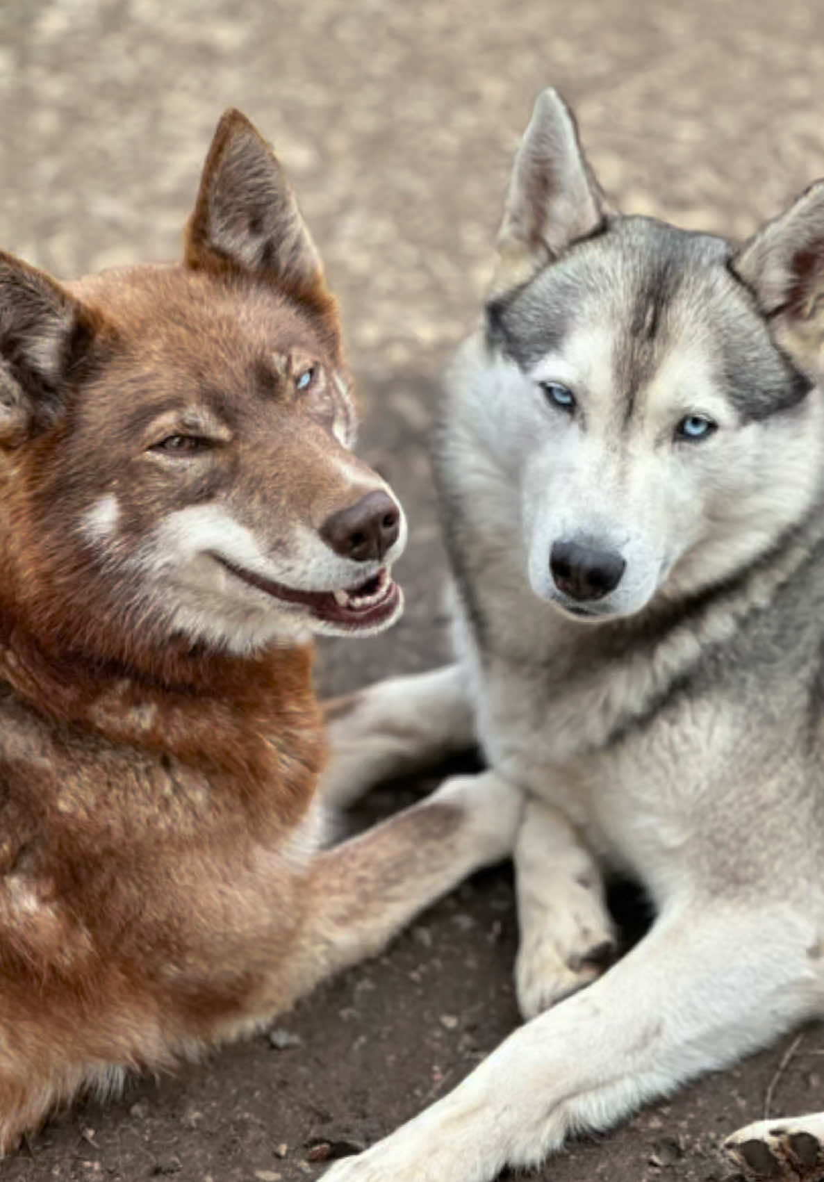 @Mehrere Hunde, ein Team!