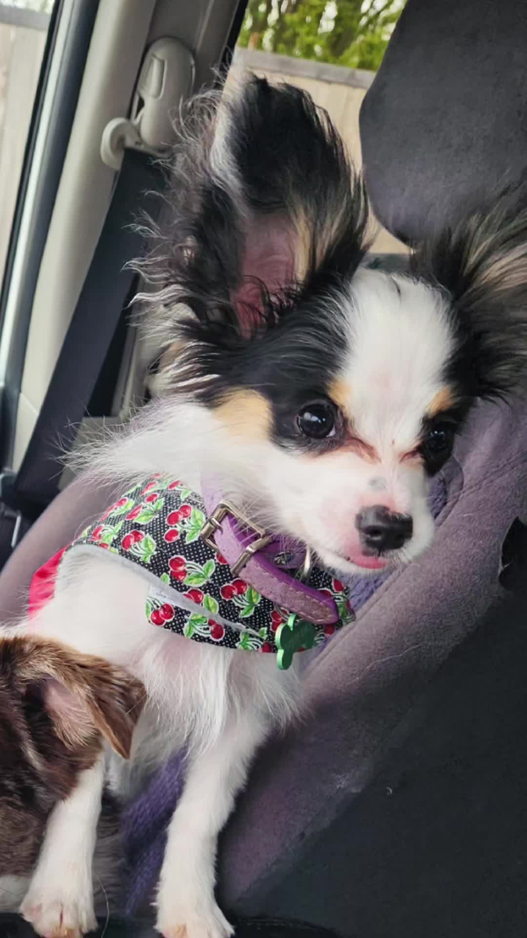 @🐾That Papillon Lady🐾