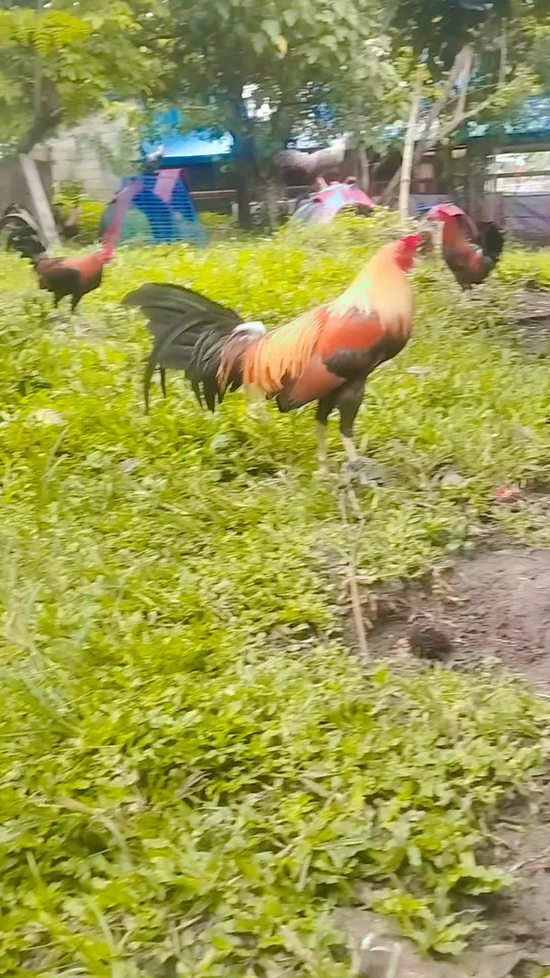 @King Atoy Gamefowl