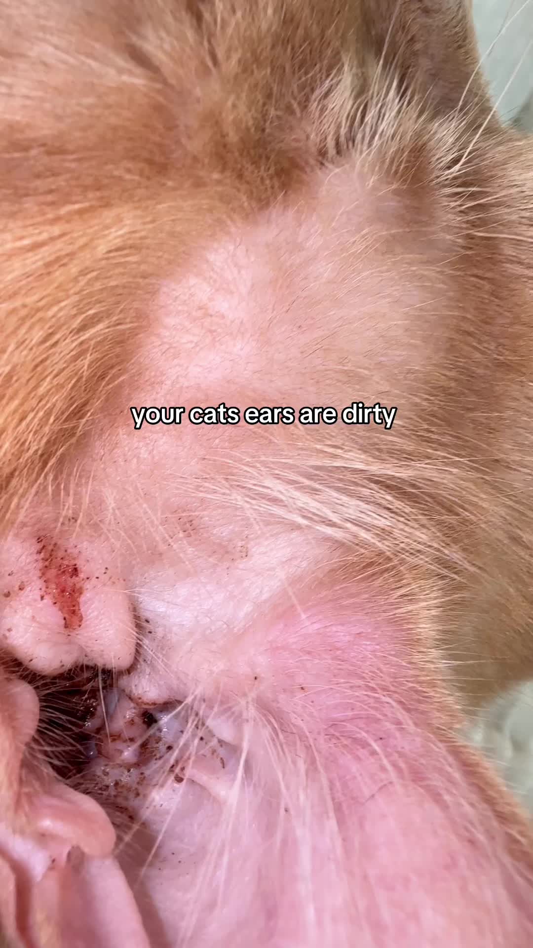 @Auntie Julie - The Cat Sitter