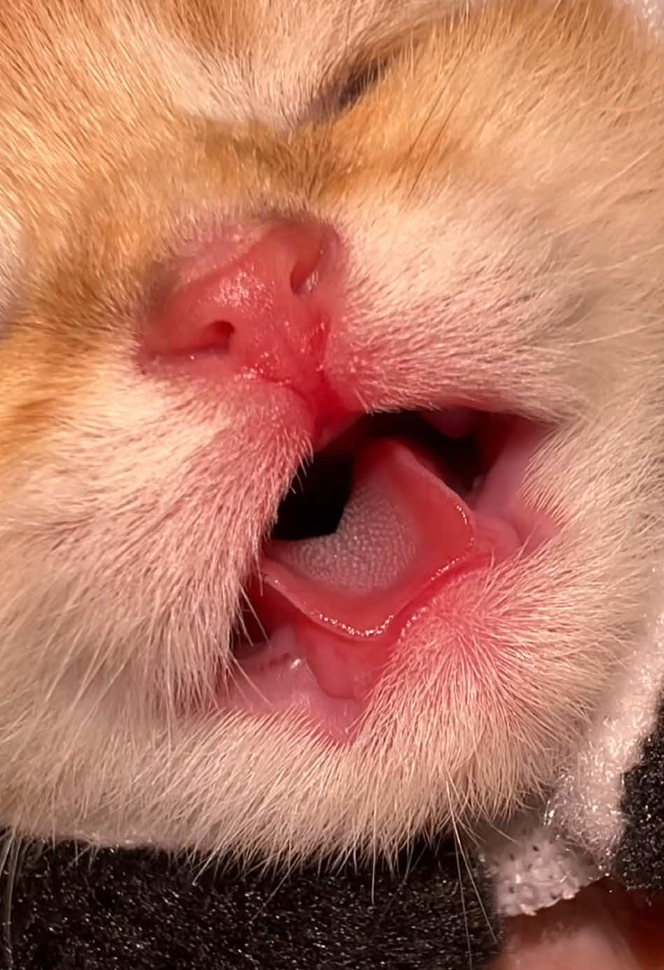 @Soothing Cats😻