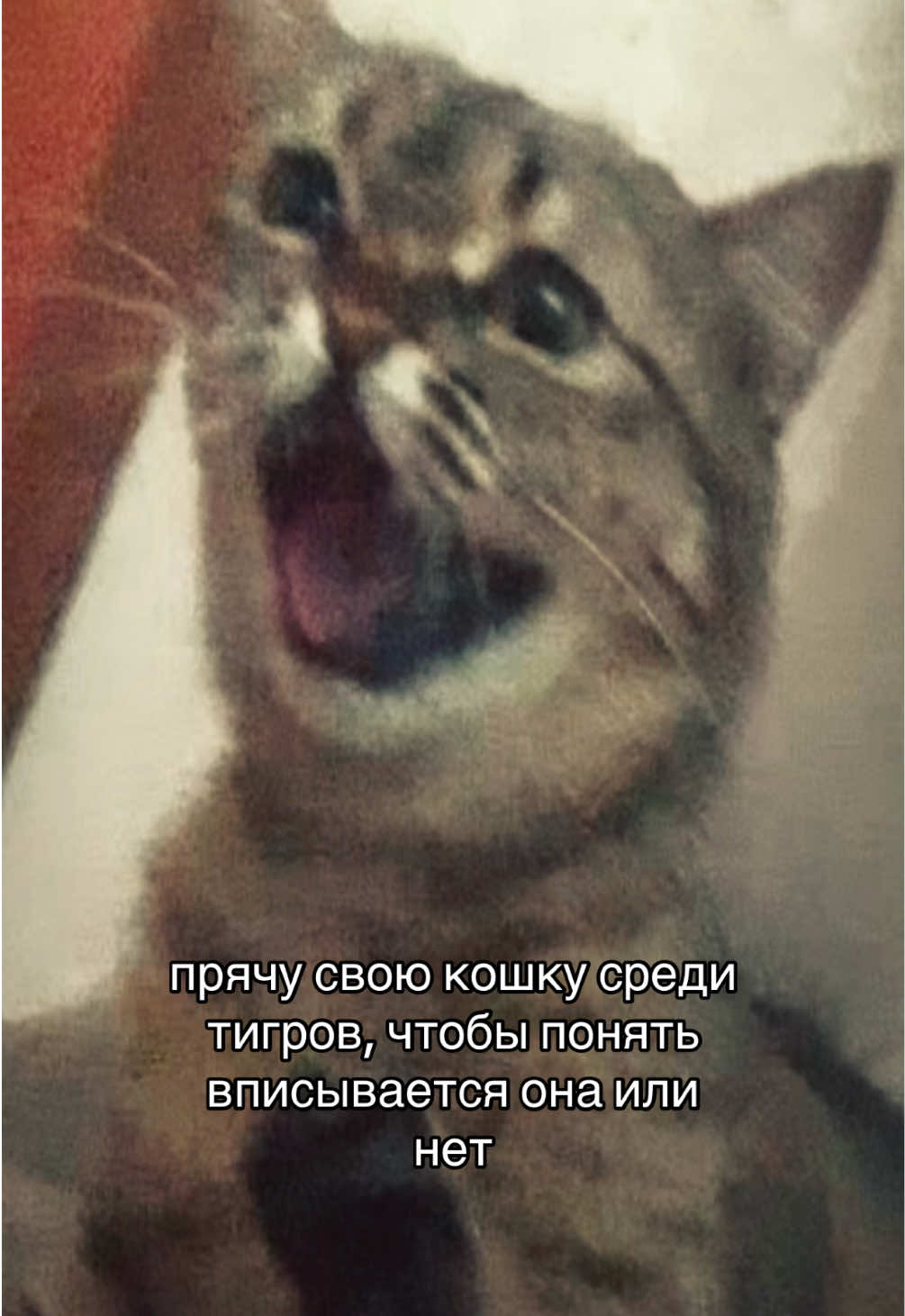 @alika_meow0