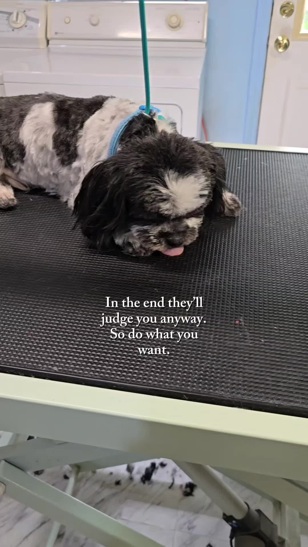 @Fairy Tails Grooming