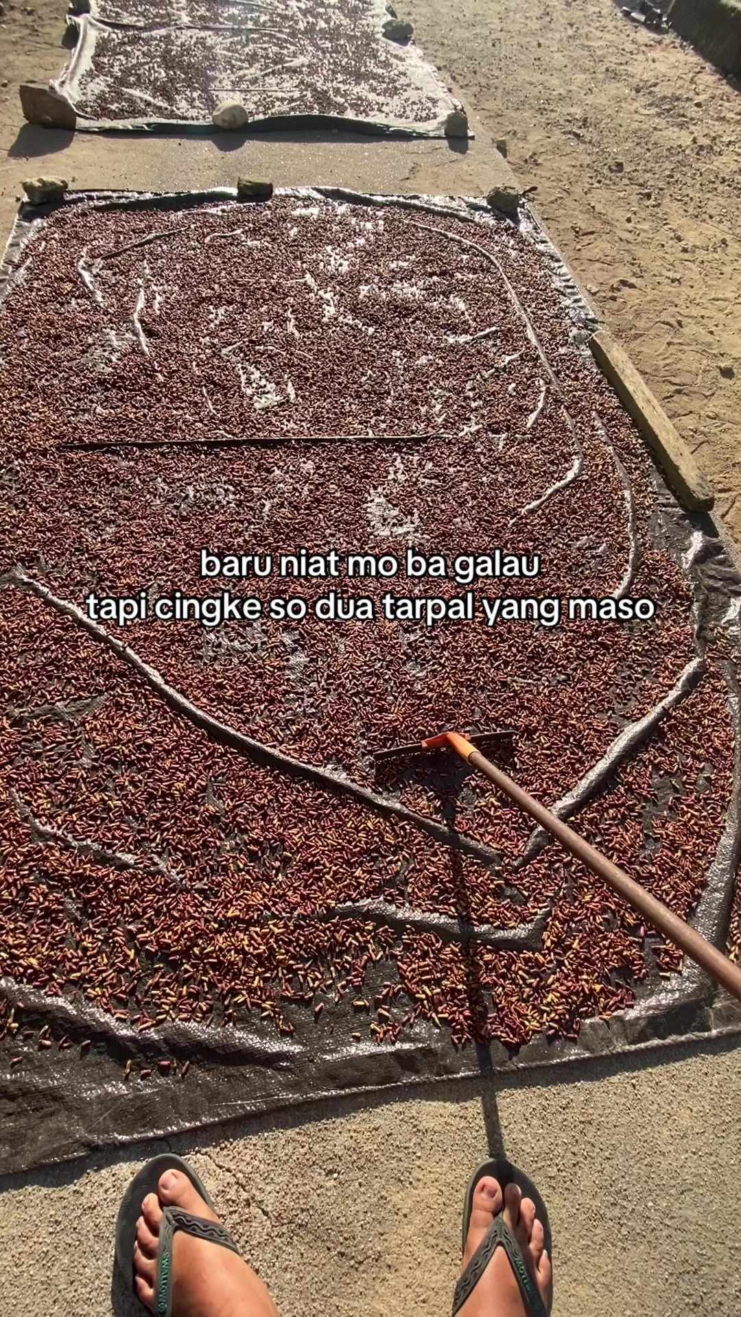 @Banggai Punya