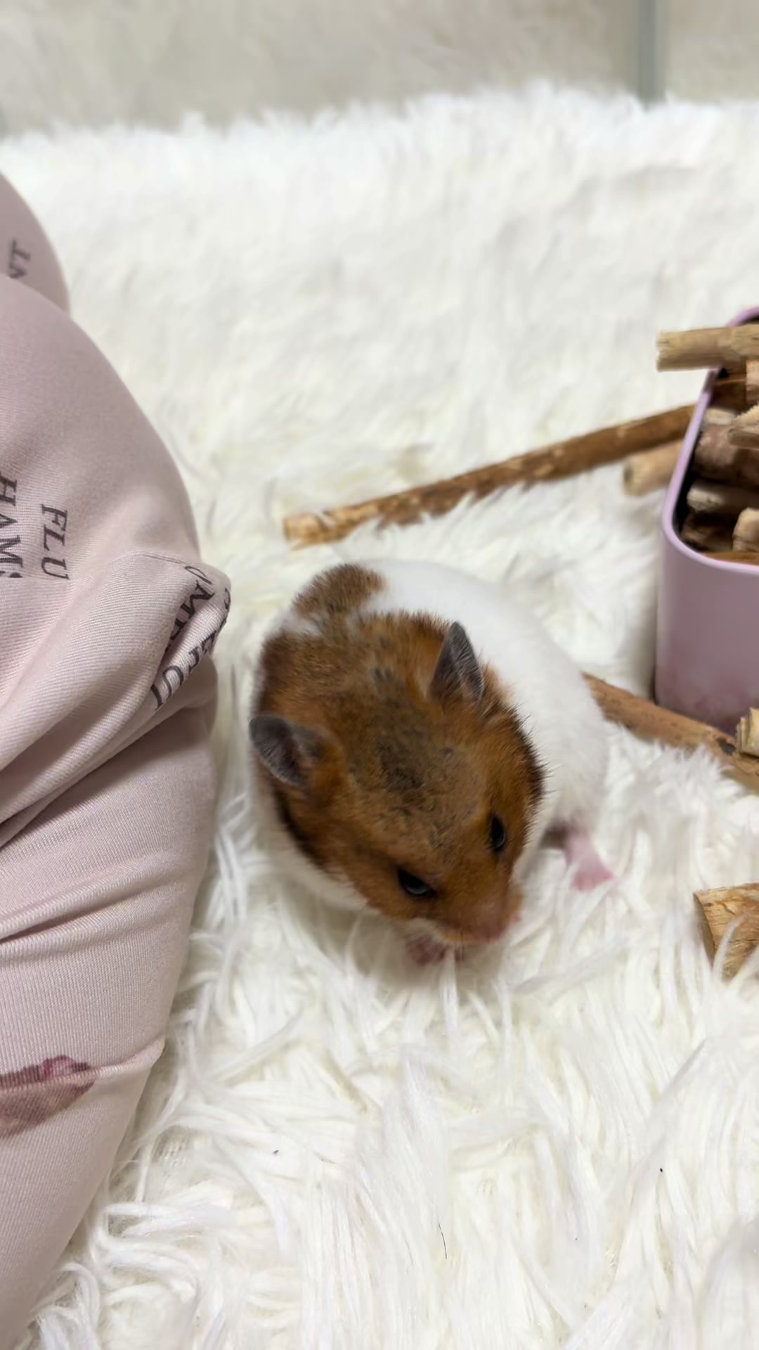 @ハム太は女の子🐹