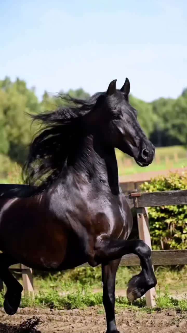 @danihorses2