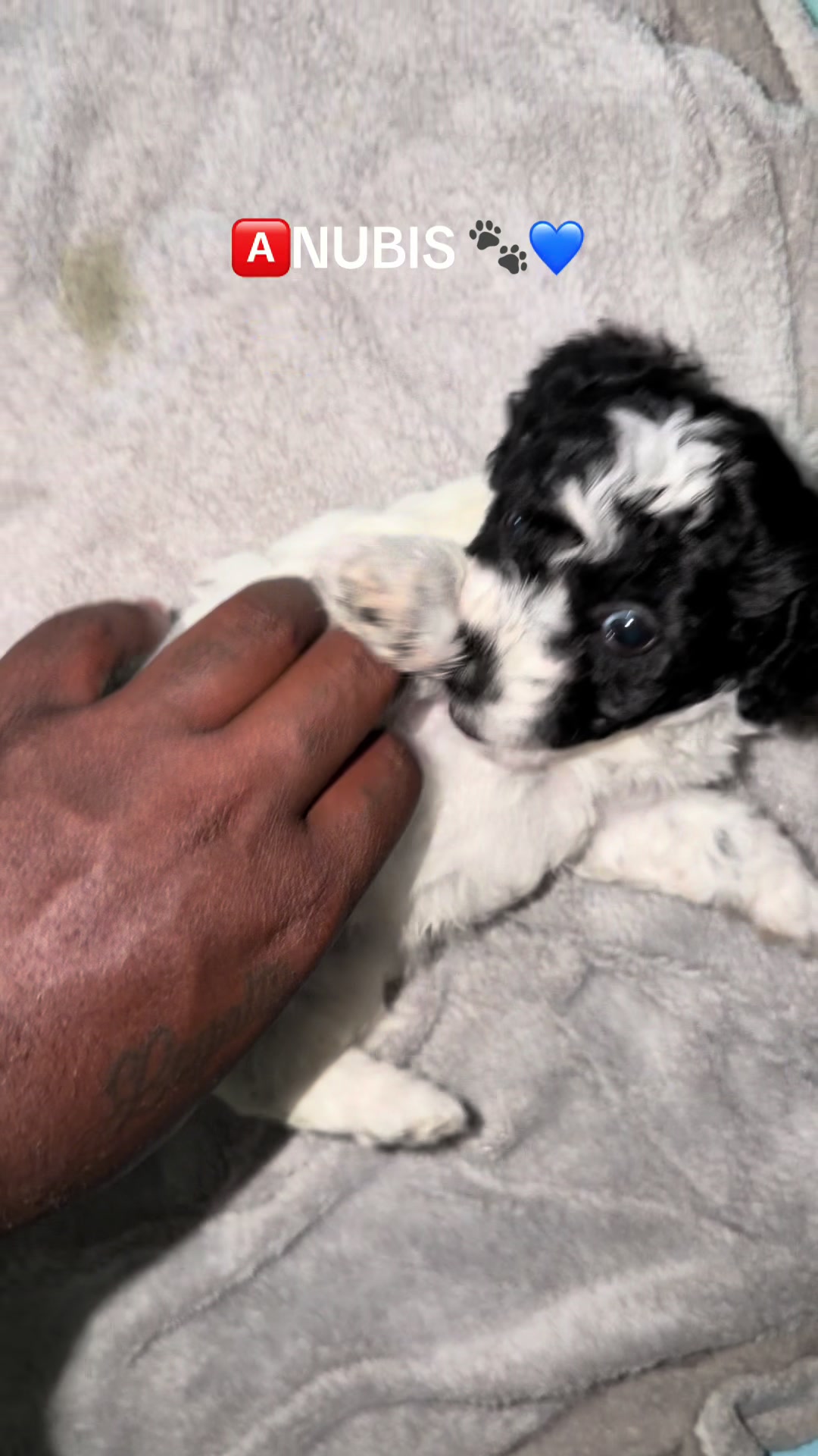 @Toy Pudél NJ 🐾