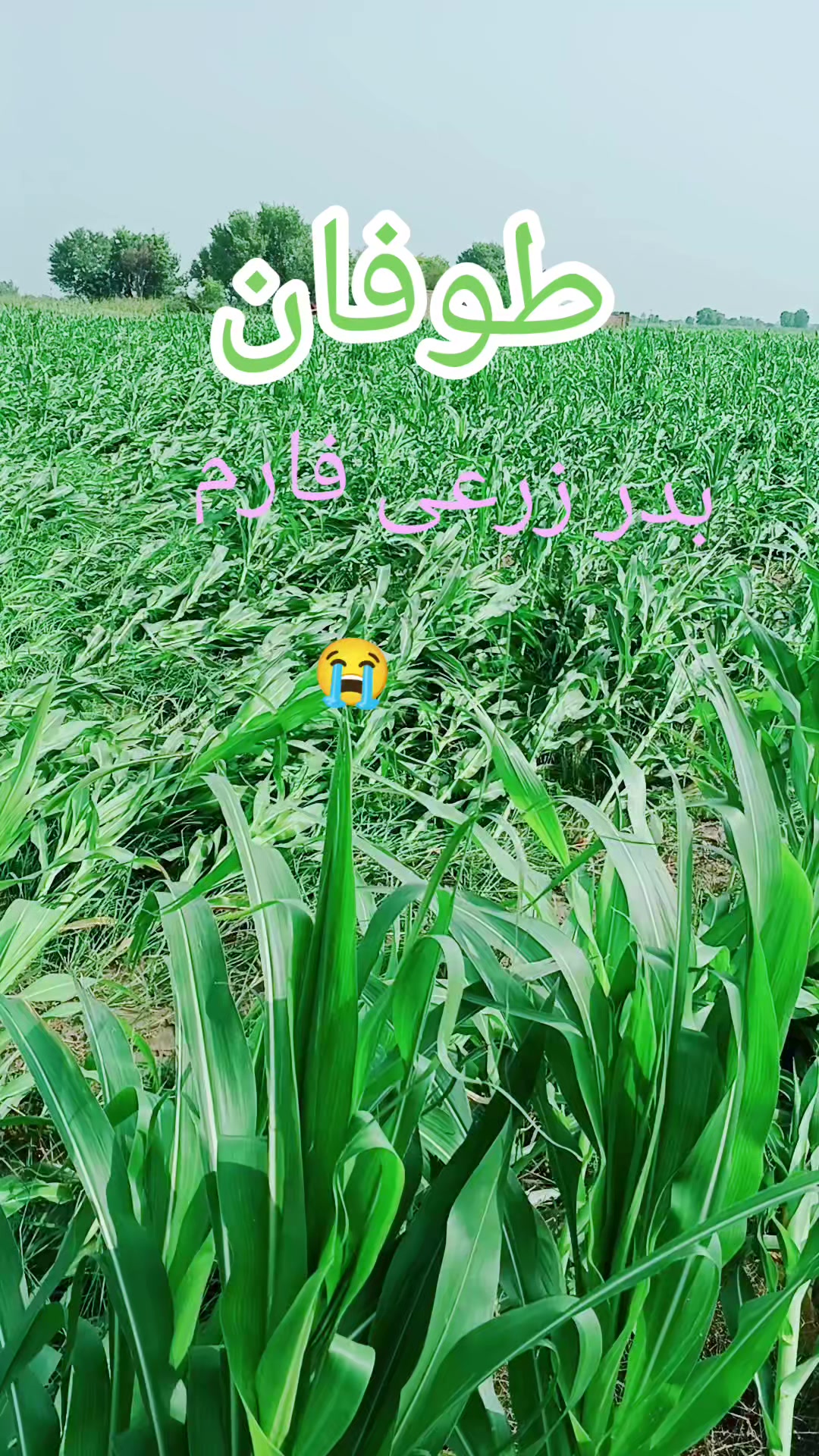 @Bader Wattoo