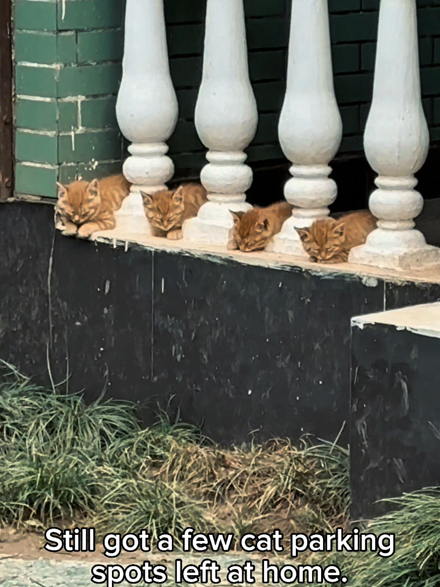 @Cat Lovers Club
