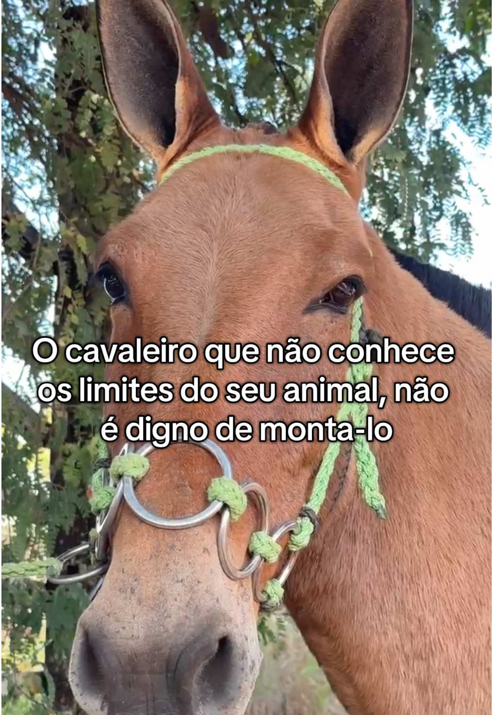 @Lucas Brito