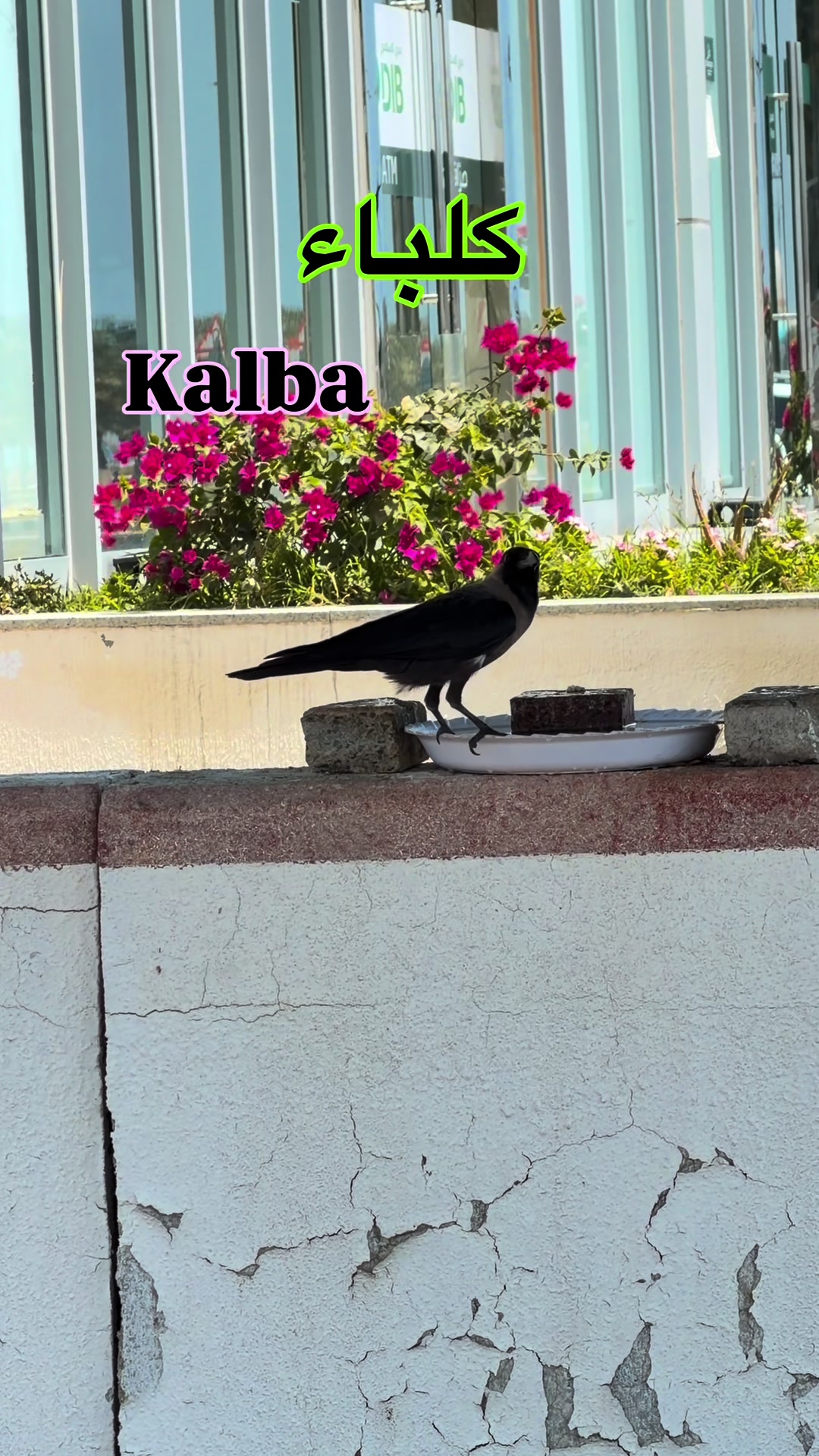 @Fujairah Lovers