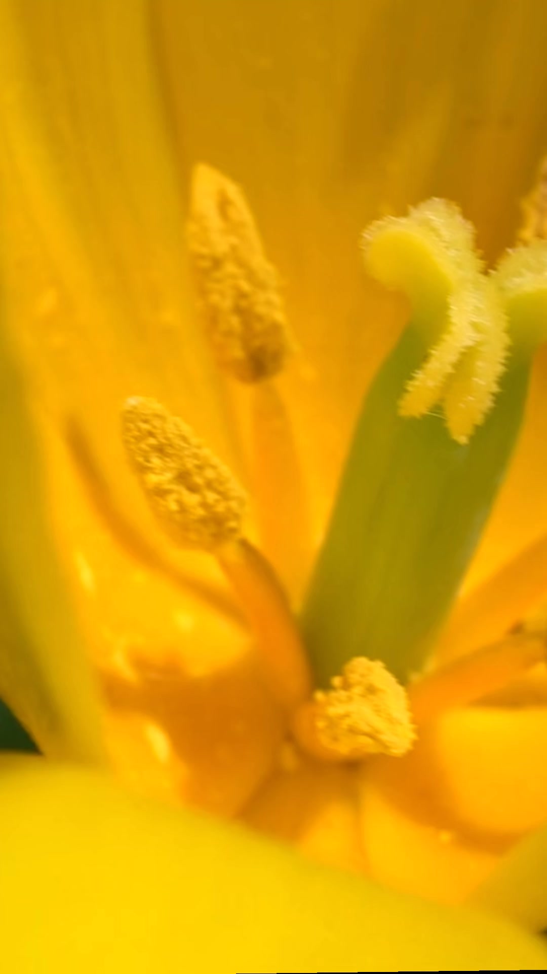 @የጓሮ ማሕበረሰብ-GARDENING COMMUNITY