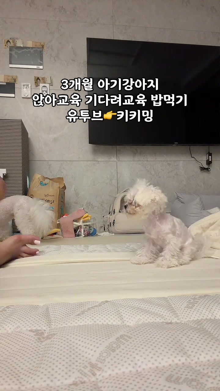 @jeju_kiki