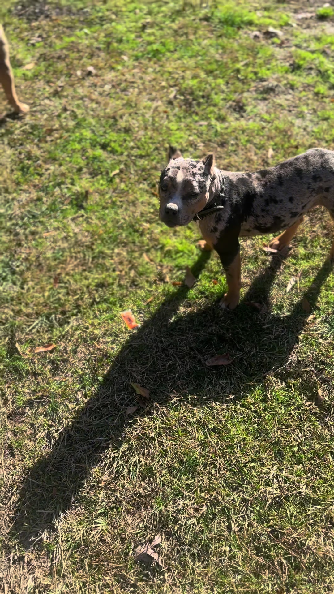 @Stay Down Kennels