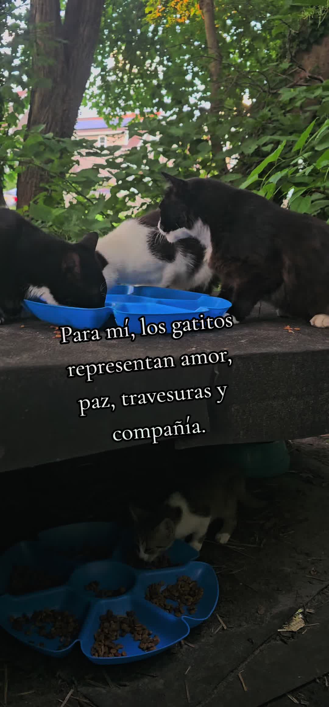 @🇲🇽Guli.Carrada 🐈⬛