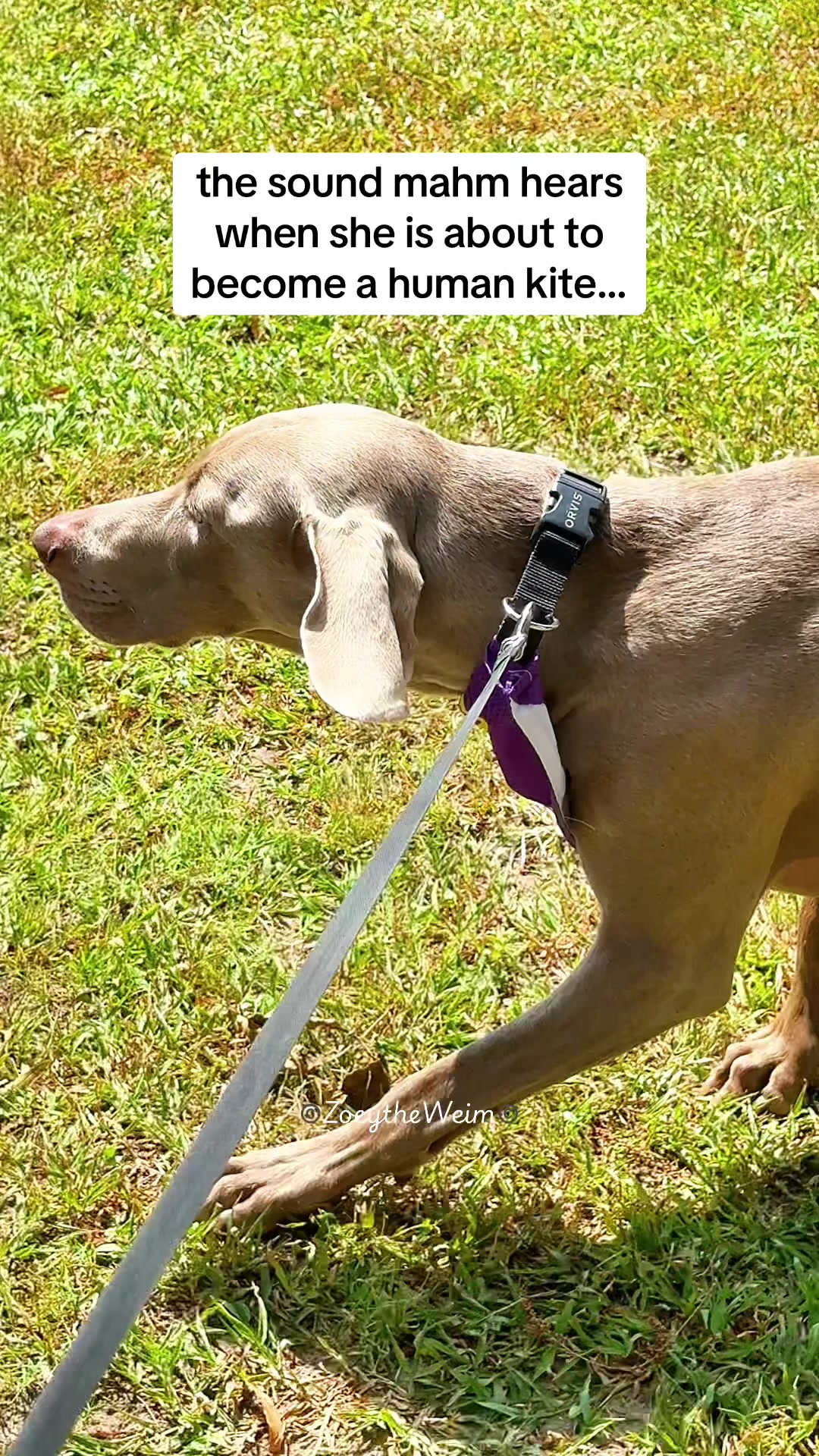 @Zoey the Weim