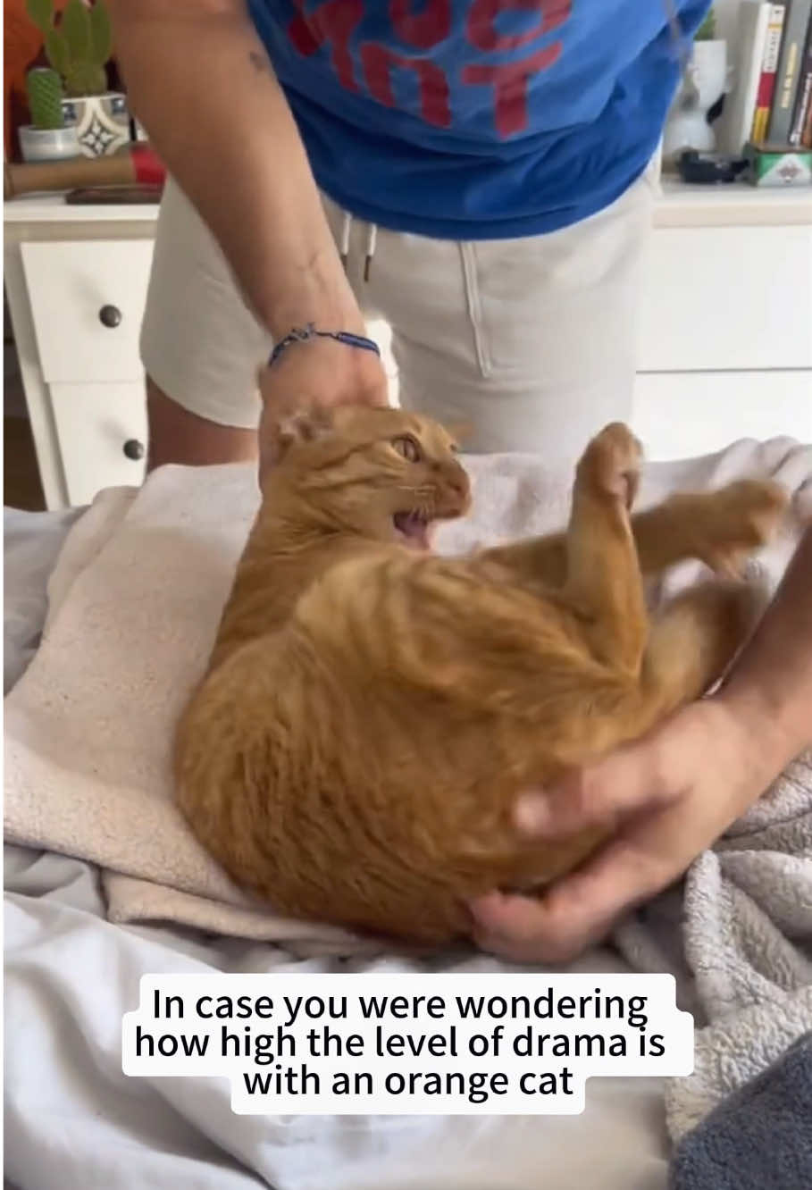 @Funny cat 520