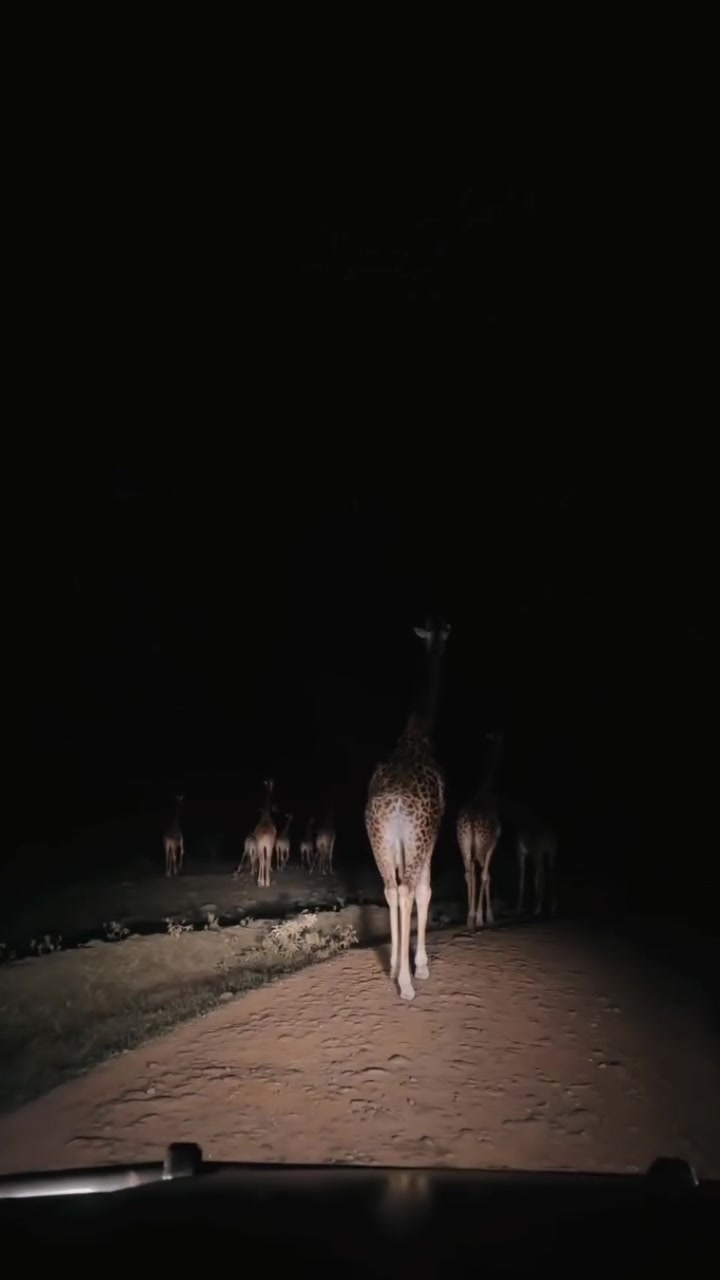 @Grand Summits and Safaris