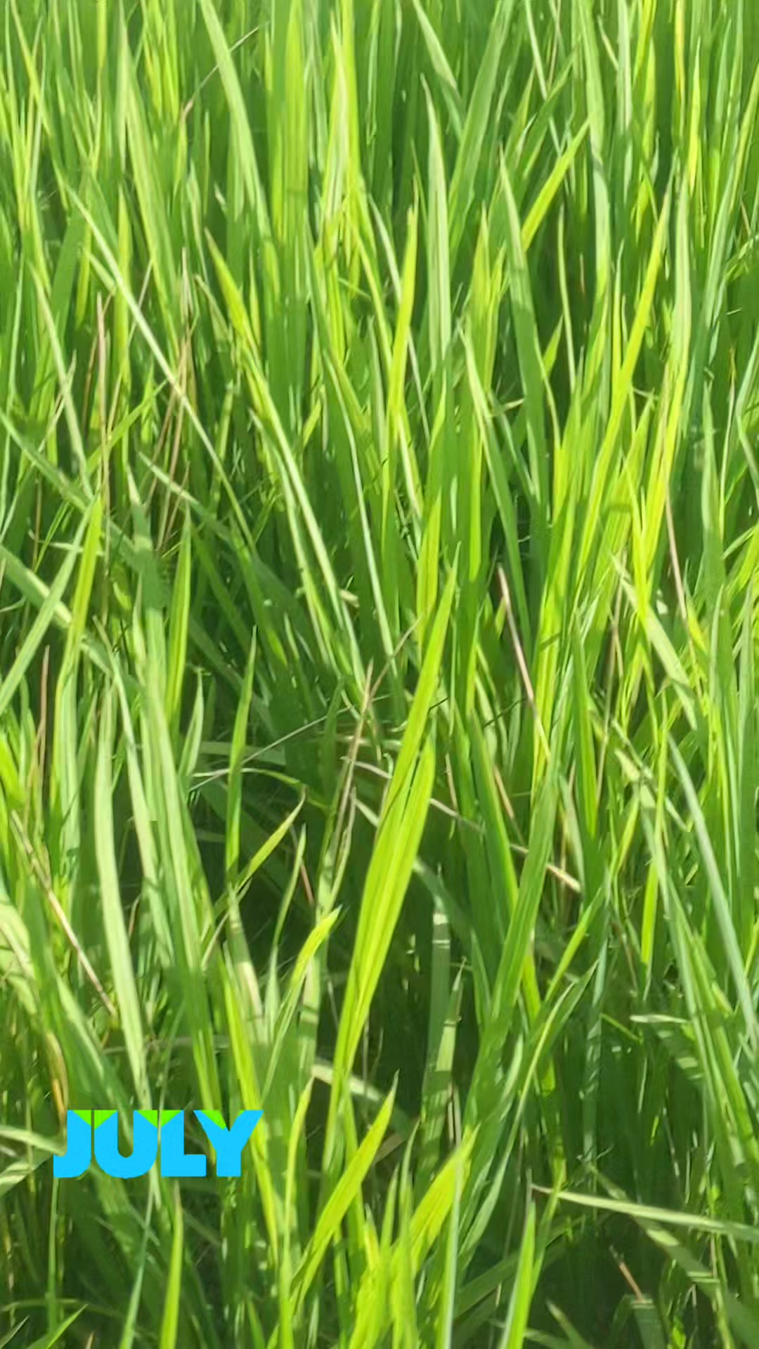 @向日葵